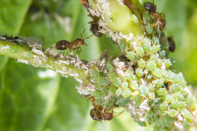 Close-up of bee on plant