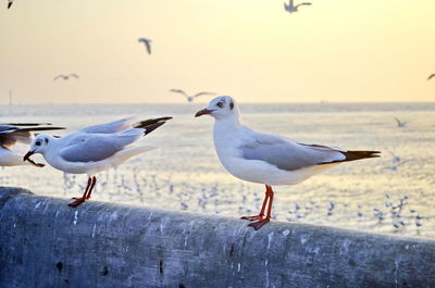 Seagulls perching on a beach