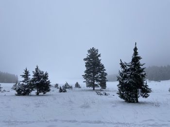 Pine trees on snow covered field against sky