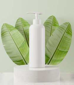 Close-up of green plant against white background