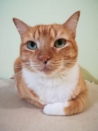 Portrait of cat sitting on floor