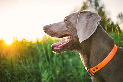 Side view of neb with open chaps of weimaraner in orange collar looking away with green plants  