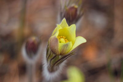Close-up of yellow flowering plant
