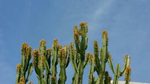 Low angle view of cactus against sky