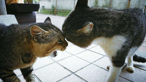 High angle view of cats