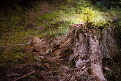 Close-up of lizard on tree trunk in forest