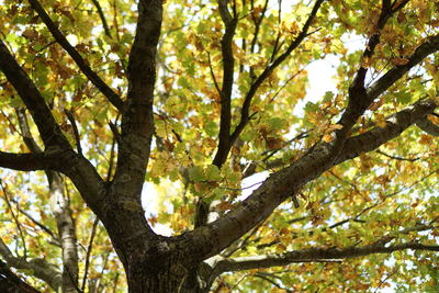 Low angle view of tree