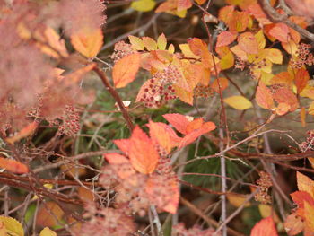 Close-up of maple leaf during autumn