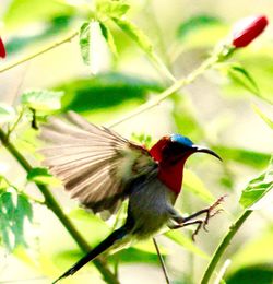 Close-up of bird perching on plant