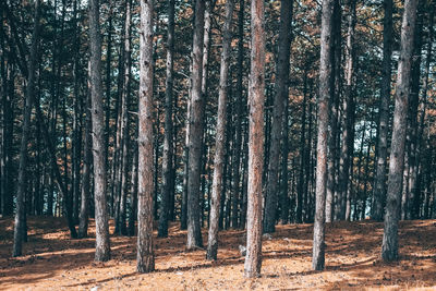 Pine trees in forest