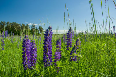 Violet lupine flowers growing on a green meadow and blue sky