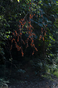 Close-up of trees growing in forest