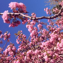 Low angle view of pink flowers