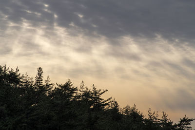 Low angle view of silhouette tree against sky during sunset