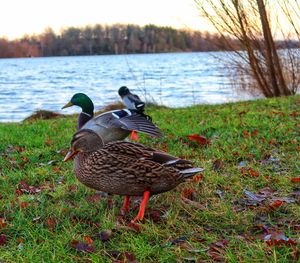 Ducks on lakeshore