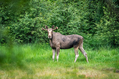 Moose watching