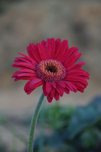 Close-up of red daisy