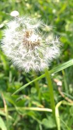 Close-up of dandelion