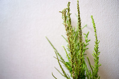 Close-up of wheat plant