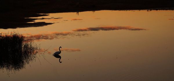 Silhouette duck swimming on lake during sunset