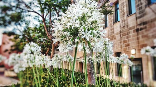 Flowering plants and trees by building
