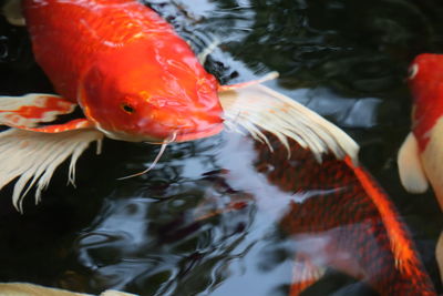 Close-up of koi fish in lake