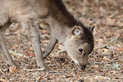 Close-up of a young sika deer grazing in the woods