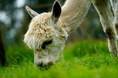 animal
