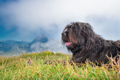 Dog looking away on field