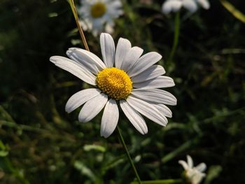 Close-up of white daisy