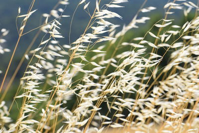 Close-up of wheat field