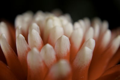 Close-up of flowers blooming outdoors