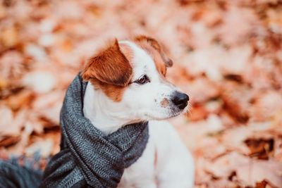 Beautiful black labrador sitting outdoors on brown leaves background, wearing a grey scarf. autumn 