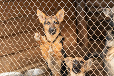 Portrait of dog seen through chainlink fence