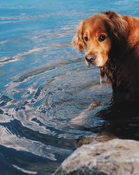 Close-up of dog at beach