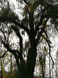 Low angle view of tree against sky