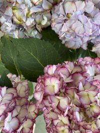 High angle view of pink flowering plant