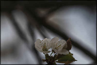 Close-up of white flowering plant