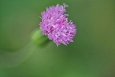 Close-up of pink rose flower