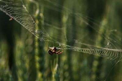 Close-up of spider on web