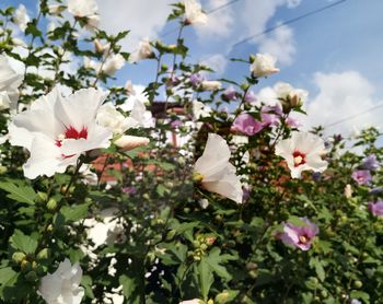 Close-up of white flowering plants