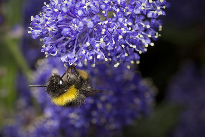 Close-up of bee pollinating on flower