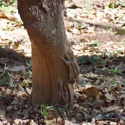 Close-up of tree trunk