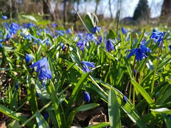 Close-up of purple crocus flowers on field