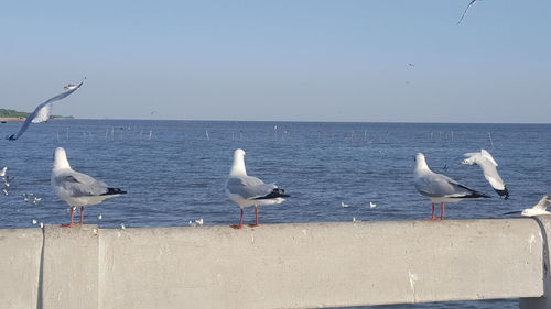 Seagulls on beach