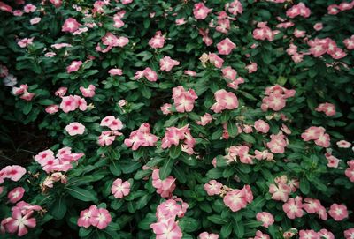 Full frame shot of pink flowering plants