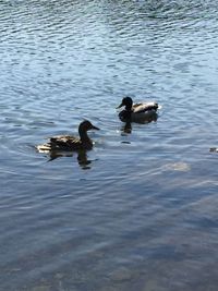 High angle view of ducks swimming in lake