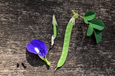 High angle view of purple flowering plant on table