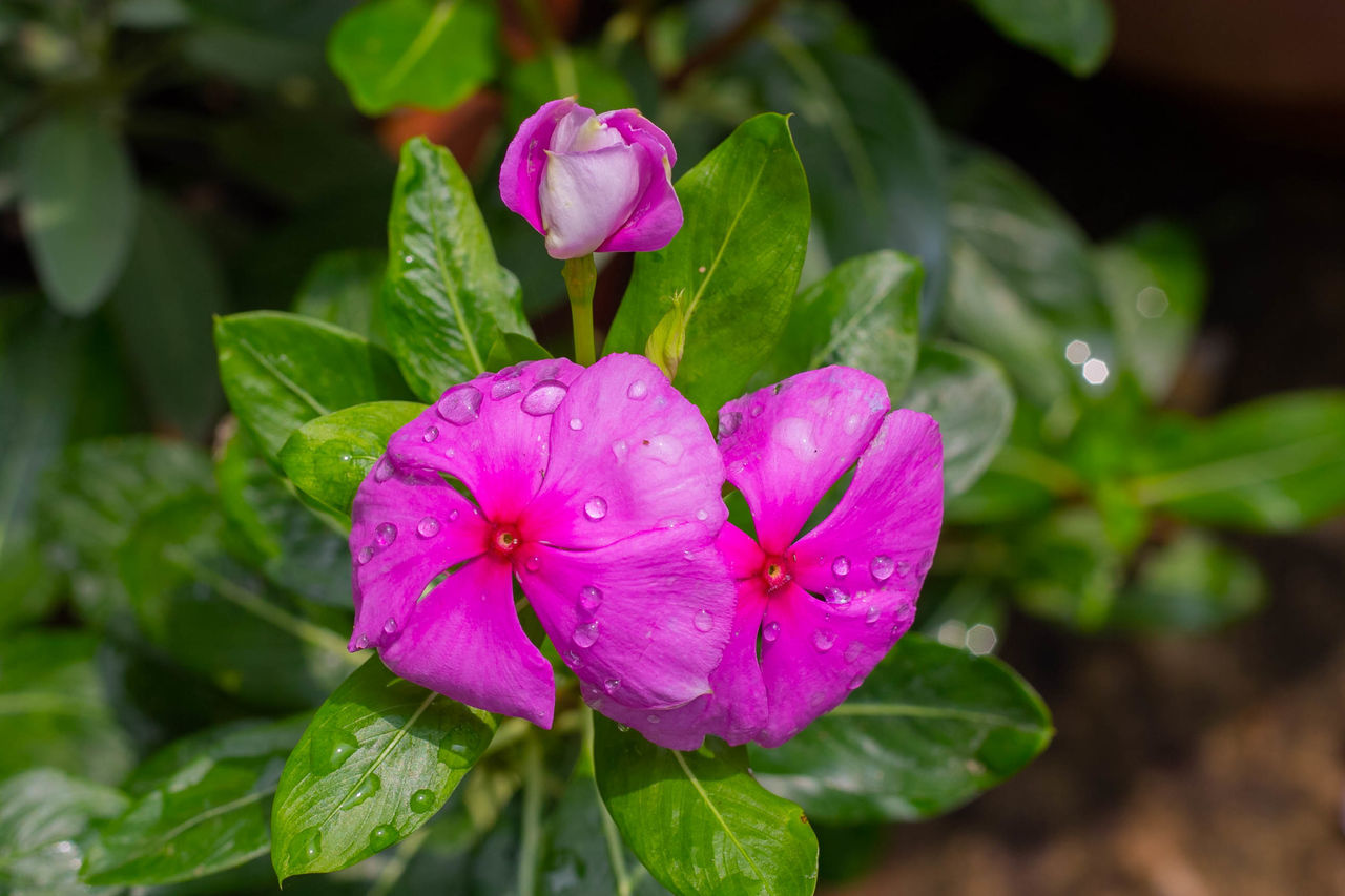 CLOSE-UP OF WATER DROPS ON PINK ROSE FLOWER