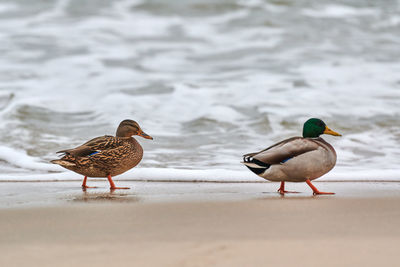 Two mallard waterfowl birds walking near baltic sea. anas platyrhynchos mallard duck. couple breakup